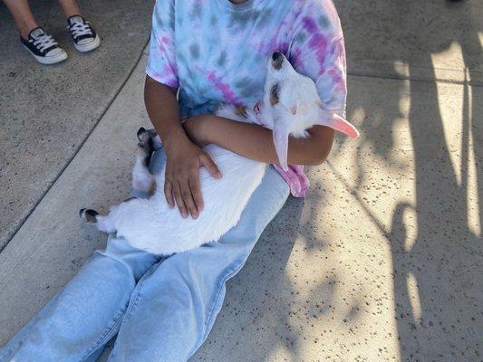 The babies love to do themed parties! They always try to dress up for the occasion and enjoy playing and being brushed!