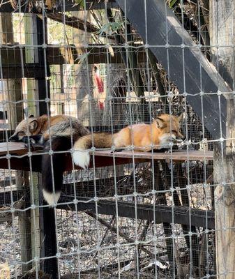 Horse Power for Kids