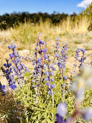 Ancient Bristlecone Pine Forest