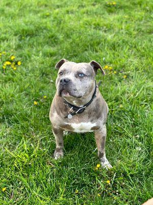 Bully Zone Pet Supplies & Pet Grooming