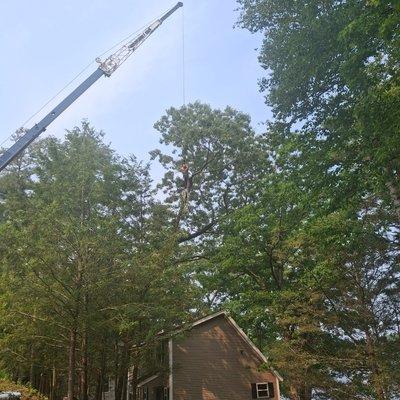 JD Tree & Landscape Services