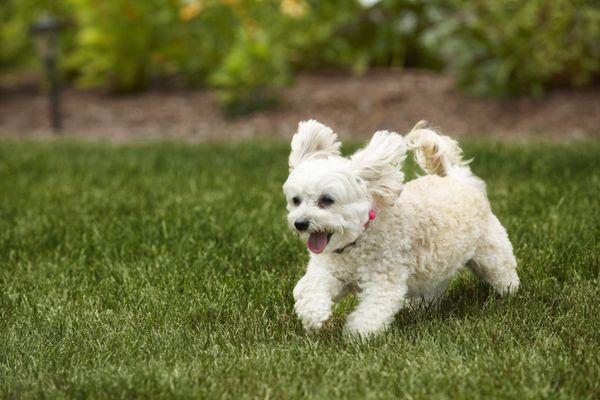DogWatch Hidden Fence products offer innovative, pet-friendly pet containment and training solutions that you and your dog  will love!