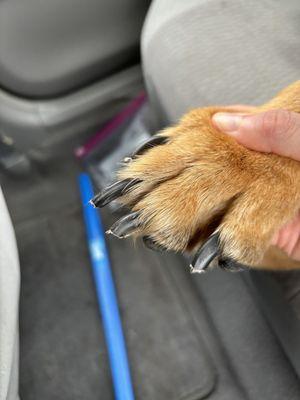 Those are pieces of her nail sticking off