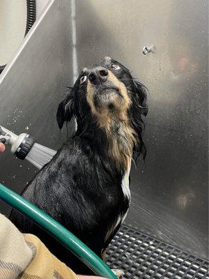 Speck's Pet Supply