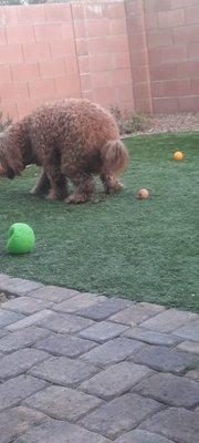 Depiction of how they dispense their product. (Obviously quality won't be this high at time of purchase)