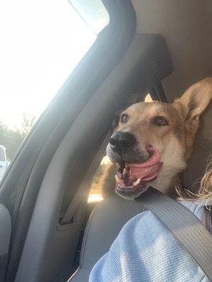 Here's my anxious boy howling at me because we didn't stay inside.