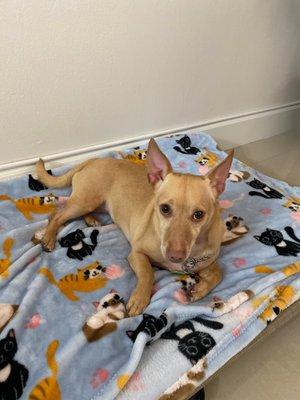 Professional Dog Mobile Grooming