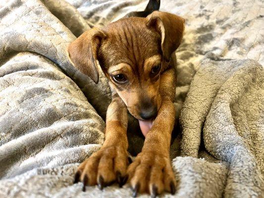 Doggie Detailers Mobile Grooming