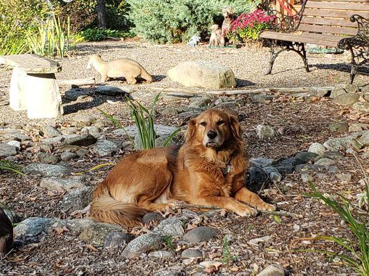 Compassion Veterinary Center - General Practice and Urgent Care