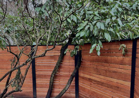 Privacy fence with tree cutouts