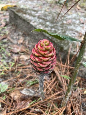 Pinecone Lilly