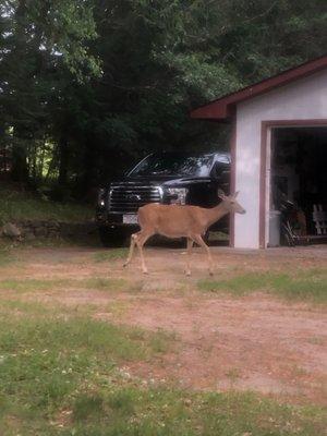 Anna the deer in the back of the motel