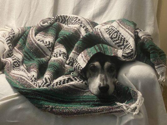 Oak Hollow Animal Hospital