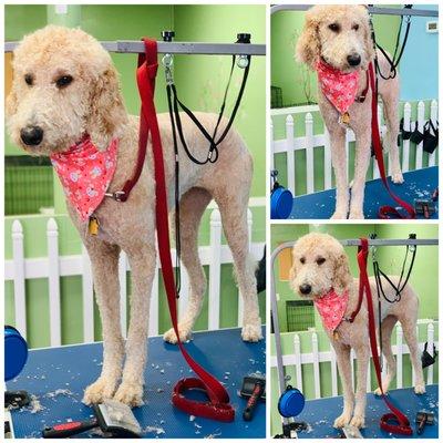 Barks & Bubbles Pet Grooming