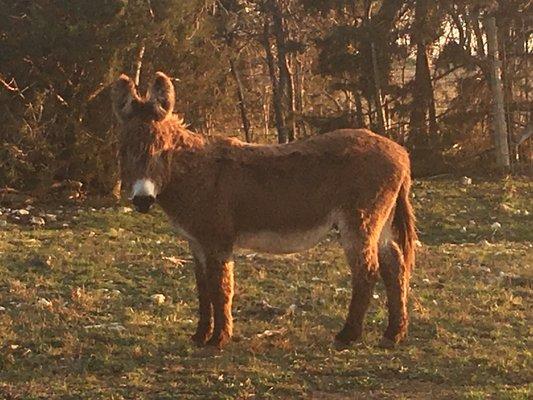 Lucky Glider Rescue & Sanctuary