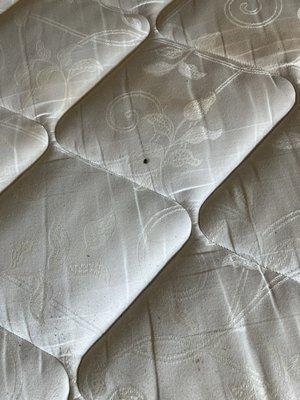 Infestation of bedbugs