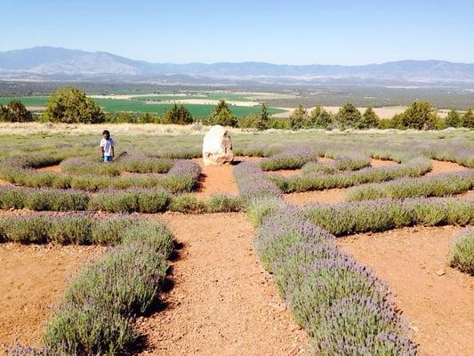 Mt Shasta Lavender Farms