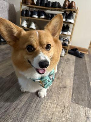 The Dog Stop - Mundelein