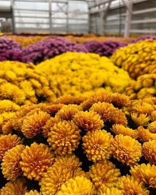 Mini Earth Greenhouses