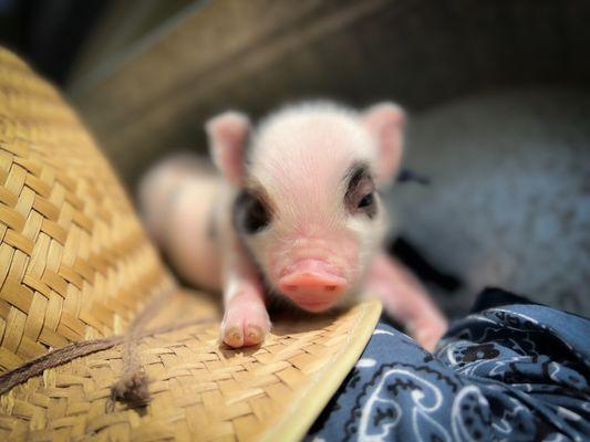 Violet’s Mini Pigs