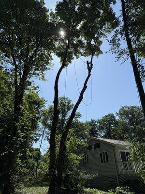 JMC Tree Service