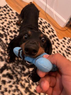 RuffCity Downtown Dog Walking