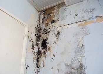 Mold Prevention