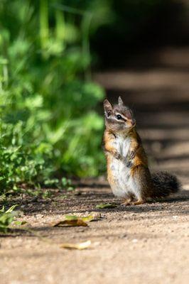 Picchetti Ranch Open Space Preserve