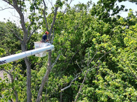 All Pro Able Tree & Timber