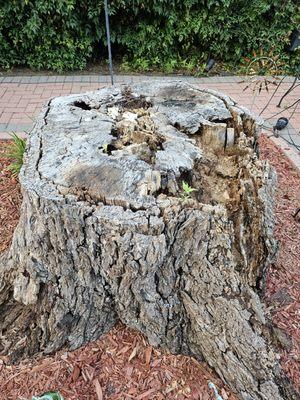 Texas Tree Transformations