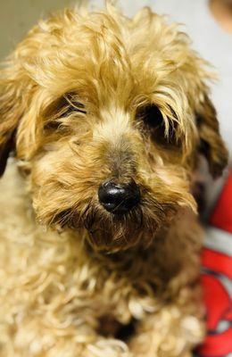 Lighthouse Animal Shelter