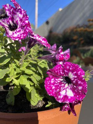 New favorite Petunia!!!