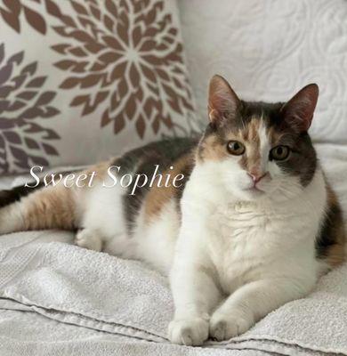 Andorra Veterinary Clinic