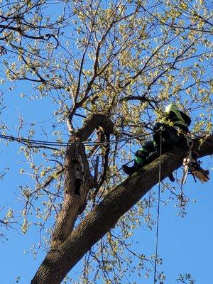 Leo Tree Service