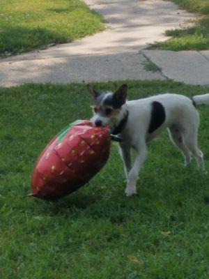 Pets name: PixieLou Owner: Sheila Wilson Home town: Humboldt