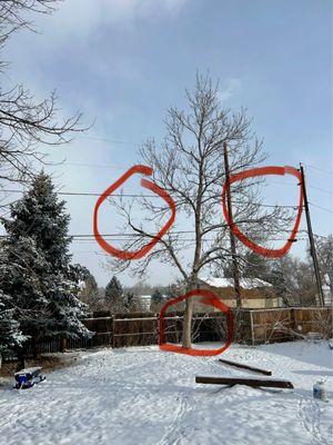 Blue River Forestry & Tree Care