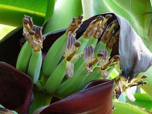 The Fruitful Field - Community Garden