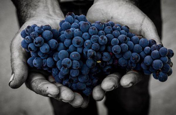 Growing, harvesting, blending...
each step is both a tactful science and intuitive art.
Napa Valley, Cabernet Sauvignon