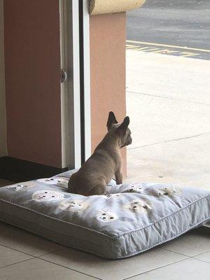 Louie looking out to the road, on our shop doggie bed.