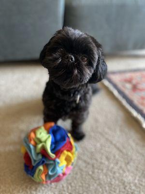 City Dog Pet Grooming