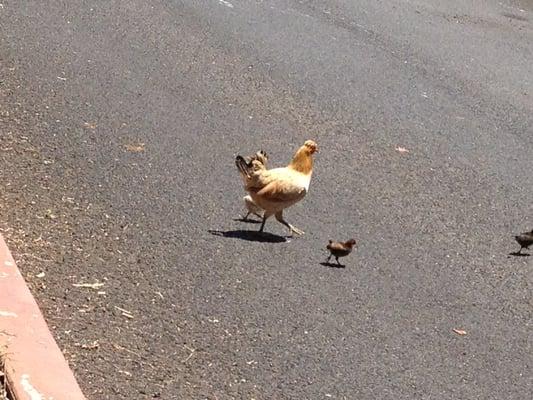 Wild Chickens at hospital parking lot... So cool