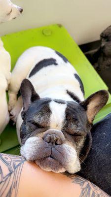 Dogtopia of Highlands Ranch