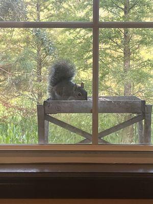 A squirrel taking advantage of the bird feeder outside the window.