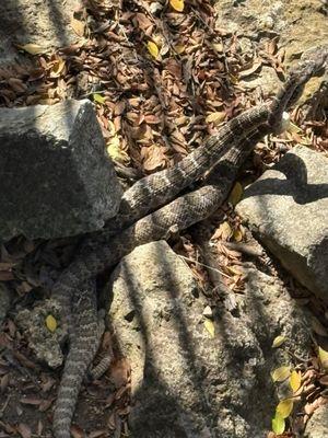Rattlesnake romance