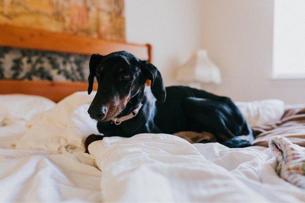 Dog friendly for all the rooms / cabins! Just a $30 charge per dog - 2 dog max!