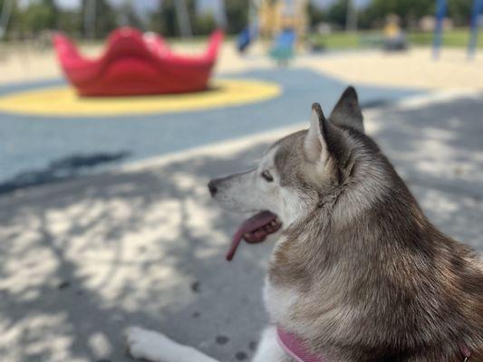 Shansa trained by Sammie