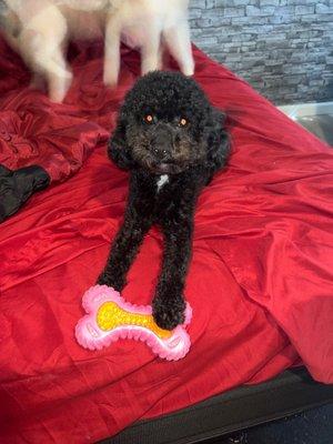 Southern Paw Pet Parlor