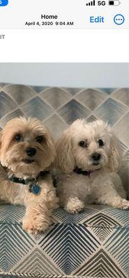 Fallbrook's Paradise Pet Spa