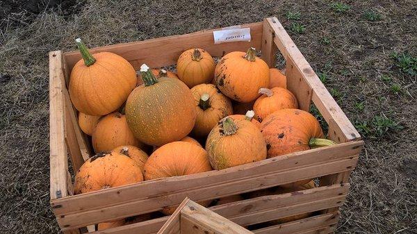 Los Osos Valley Organic Farm