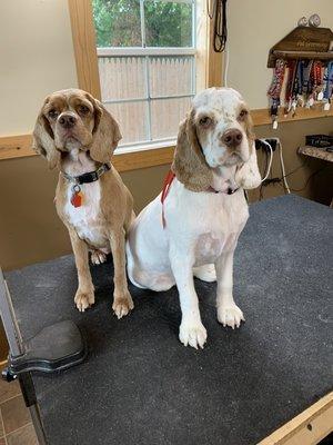 Little Acres Pet Grooming and Boarding